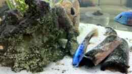 aquarium-von-jennifer-clee-becken-9198_Tyrannochromis nigriventer