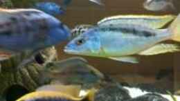 Foto mit Mylochromis Gracilis und Dimidiochromis Comressiceps