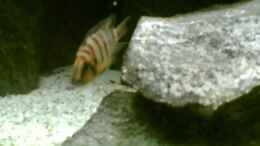 aquarium-von-alex-stark-becken-920_A. compressiceps Weibchen
