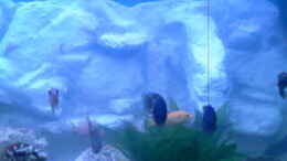 aquarium-von-sonnenelise2003-becken-9202_
