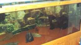 aquarium-von-michael-kunig-becken-9211_noch ohne Pflanzen  am 10.6 08