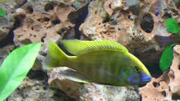 aquarium-von-theodor-schmidt-becken-924_Nimbochromis Venustus