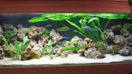 aquarium-von-theodor-schmidt-becken-924_Der kleine Malawisee