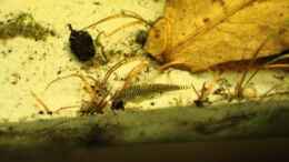 Aquarium einrichten mit Flossensauger bei Erlenzapfen und Seemandelbaumblatt