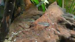 Foto mit Corydoras pygmaeus