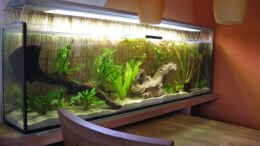 aquarium-von-andrea-esstischbecken_4.8.2008