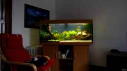 aquarium-von-kierahannes-bepflanztes-gesellschaftsbecken-alt_Fernsehen für Katzen :-)