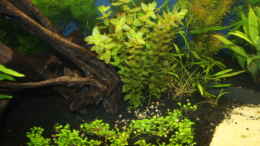 Aquarium einrichten mit Glossostigma elatinoides, Bacopa caroliniana