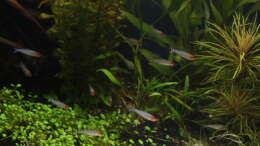 Foto mit die Rotkopfsalmler Foto mit die Rotkopfsalmler