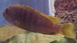 aquarium-von-jens-lautenschlaeger-becken-929_Pseudotropheus Weibchen