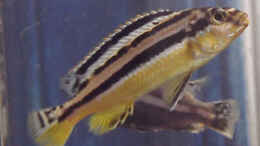Foto mit Melanochromis Auratus