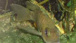 aquarium-von-roadrunner-68-malawi-im-wohnzimmer_Schwangere I: Eureka-Weibchen, man könnte sich einbilden, e