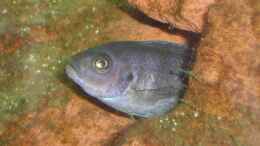 aquarium-von-roadrunner-68-malawi-im-wohnzimmer_Cynotilapia sp. hara Weibchen