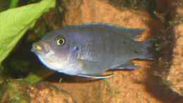 aquarium-von-roadrunner-68-malawi-im-wohnzimmer_Schwangere III: Hara-Weibchen, das das Maul nicht voll gen