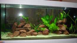 aquarium-von-roadrunner-68-malawi-im-wohnzimmer_mit Pflanzen von vorn