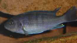 Aquarium einrichten mit Cynotilapia sp. hara Weibchen
