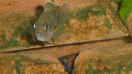 aquarium-von-roadrunner-68-malawi-im-wohnzimmer_Aulonocara Weibchen mit Männchen im Hintergrund in der Höh