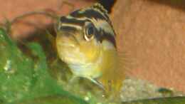 aquarium-von-roadrunner-68-malawi-im-wohnzimmer_Melanochromis auratus Weibchen