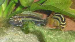 Foto mit Melanochromis auratus M+W
