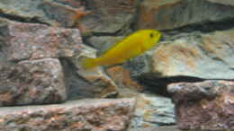 aquarium-von-karsten-kettner-becken-939_Labidochromis yellow
