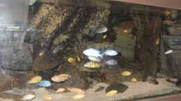 aquarium-von-yvonne-alison-de-bruijne-becken-9393_Mein Malawisee