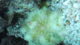 Aquarium einrichten mit Gelbe Anemone (Heteractis crispa oder Heteractis