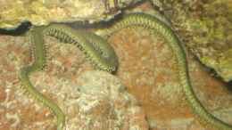 Aquarium einrichten mit grüner Schlangenstern