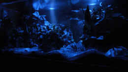 aquarium-von-gerhard-schrenk-becken-941_In der Nacht