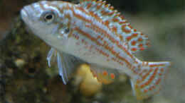 aquarium-von-gerhard-schrenk-becken-941_Melanochromis Joanjohnsonae - Jungfisch