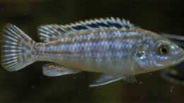 Aquarium einrichten mit Melanochromis Joanjohnsonae