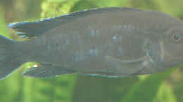 Foto mit Melanochromis Interruptus (?) m (Melanin - Anti-Albino)