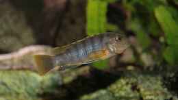 Aquarium einrichten mit Labidochromis sp. mbamba female