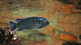 Aquarium einrichten mit Melanochromis johannii male
