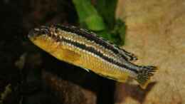Foto mit Melanochromis auratus female