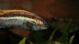 Foto mit Melanochromis auratus male