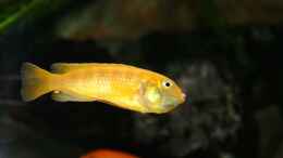 Foto mit Melanochromis johannii female