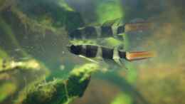 Aquarium einrichten mit Pseudepiplatys annulatus Männchen