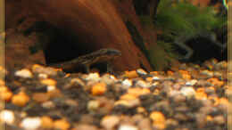 Aquarium einrichten mit Zwergkrallenfrosch (altes Bild)