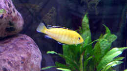 Aquarium einrichten mit Labidochromis caeruleus, 08.03.09