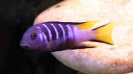 Aquarium einrichten mit Pseudotropheus sp. Elongatus Mpanga, m 26.09.08