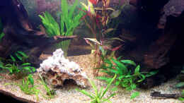 aquarium-von-udo-siebensohn-becken-945_Pflanzen und Wurzeln