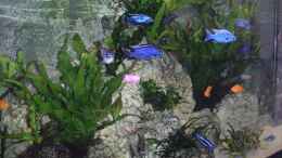 aquarium-von-malawi-fish-becken-9459_