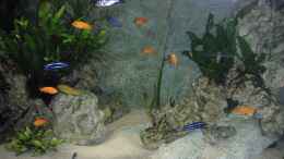 aquarium-von-malawi-fish-becken-9459_