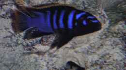 Aquarium einrichten mit Labidochromis Red Top Mbamba Bay Männchen