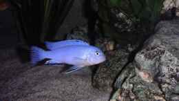Aquarium einrichten mit Pseudotropheus socolofi Männchen
