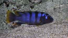 Foto mit Labidochromis Red Top Mbamba Bay Weibchen