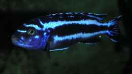 Foto mit Melanochromis maingano Männchen