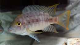 Foto mit Petrochromis sp. Mtoto Yellow
