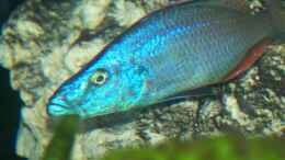 Aquarium einrichten mit Dimidiochromis compressiceps (neu)