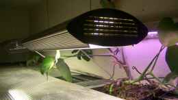 Aquarium einrichten mit Lampe Dupla Electra